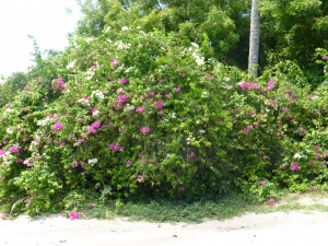Another native bush, Bougainvillea, is also a part of San Francisco's plant family.