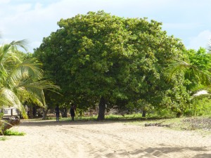 This very full Cashew tree dominated our view