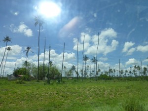 We came upon a grove of coconut trees that no longer produce coconuts.