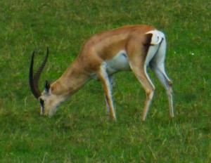 This beautiful gazelle paid absolutely no attention to us. 