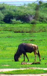 Wildebeest muching on the nutritious grass