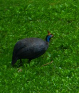 Perhaps this is a Helmeted Guineafowl (Numida meleagris).