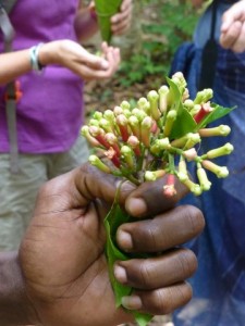Fresh clove.  I am told that Zanzibar is very famous for its clove production. 