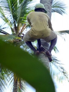 A worked scales the tree to cut down the coconuts