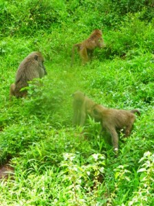 Baboons seem to prefer dense nature.  They seem to constantly be on the move. 