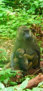 Baboon: mother and baby 