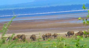 We see a herd of wildebeests.  In the distance check out the shimmering pink in Lake Manyara.  That indicates there are a huge number of flamingos.