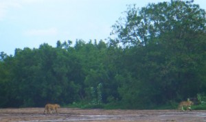 We pass a dry sandy area leading to the lake. Suddenly we spy an lion coming out of the trees and beginning the cross to the other side