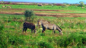 Zebras enjoying the nourishment of the grass and the afternoon sun