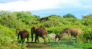 And, still more elephants, these on a trek