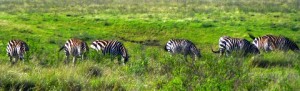 Zebras eating up their breakfast