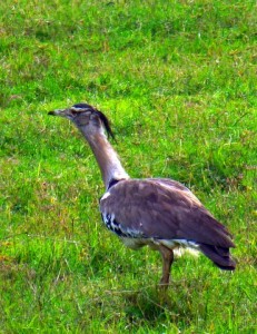 Searching for the name of this bird on Google images, I think this is a Kori Bustard - Ardeotis kori