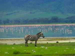 I love this photo of a zebra in front of the lake filled with flamingos