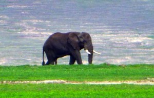 I comes closer.  Today we only see this one elephant.  
