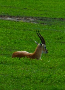 This beautiful gazelle was resting. 
