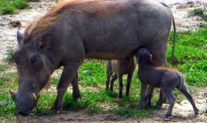Many Wart Hog mothers were busily feeding.