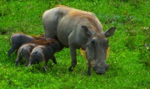 The Wart Hog babies are thirsty