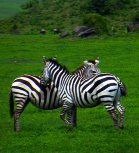 This intimacy of two Zebras is so special.