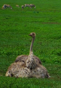 This female ostrich is sitting quietly.