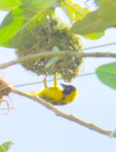 This tiny yellow bird lives in the densest nest I have ever seen
