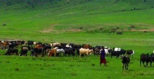 An invasion of cows brought into the Crater by the Masai